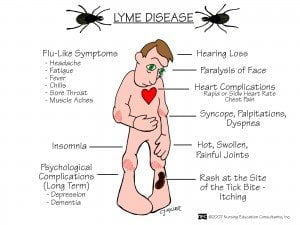 Bron: http://mednet.ir/wp-content/uploads/images/Lyme_Disease.jpg